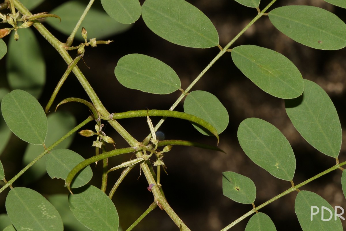 Indigofera tinctoria L.